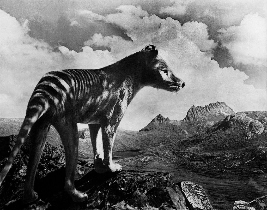 King-Thylacine-Cradle-Mountain